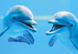 Clementoni - Animals - Dolphins (1000)