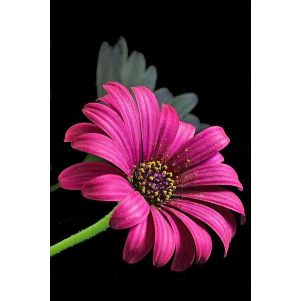Diamond Painting - (10x15cm) - Bloem paars